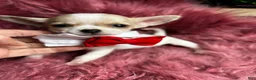 Chihuahua dogs for sale: Buttons AKA Mr. Sorrowful  - Ad 1