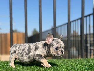 French Bulldog dogs - Ad 3