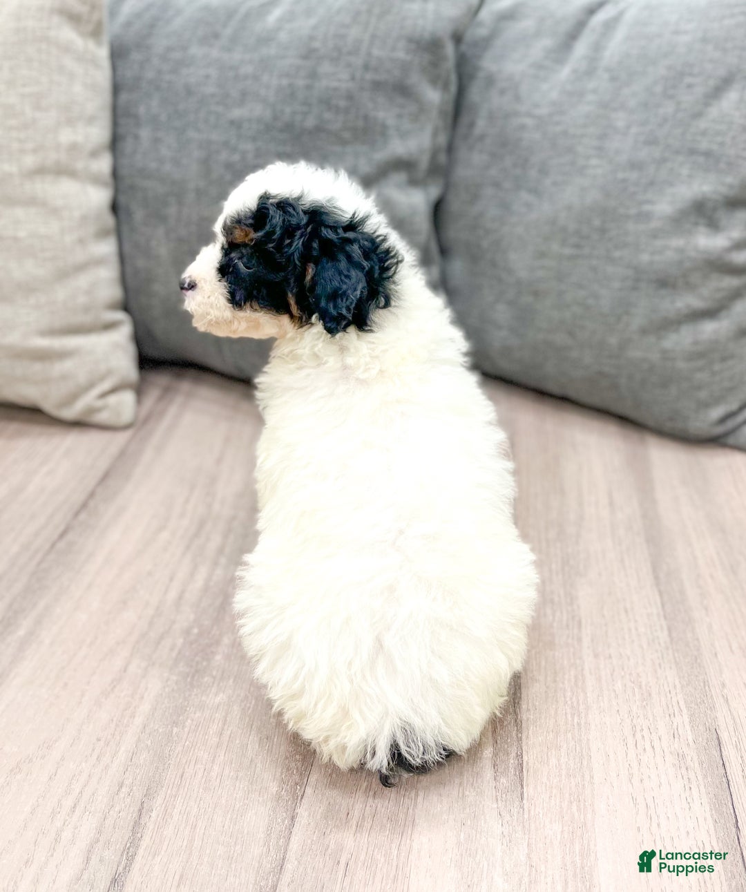 Miniature Poodle dogs for sale: Oreo - Ad 4
