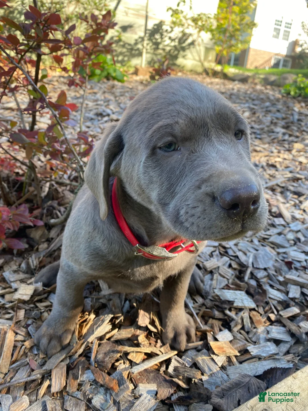 Labrador Retriever dogs for sale: Bruno - Ad 10