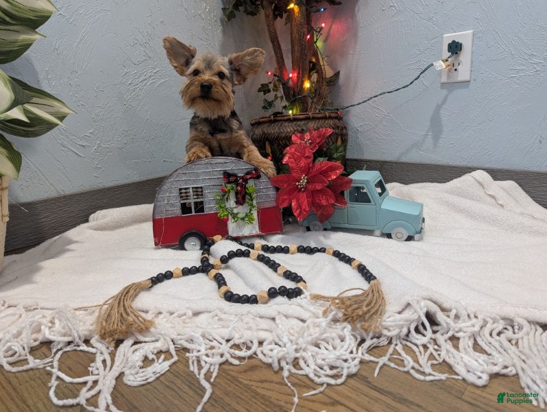 Yorkshire Terrier dogs Max - Ad 10