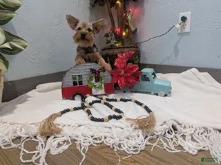 Yorkshire Terrier dogs Max - Ad 21