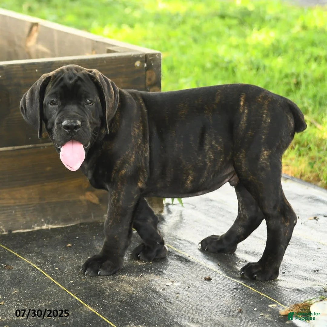 Cane Corso dogs for sale: Rockford - Ad 22