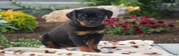 Rottweiler dogs for sale: Hope - Ad 3