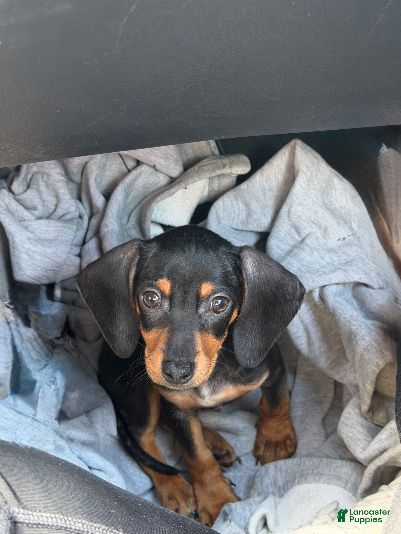 Dachshund dogs Dachshund Puppy 1 - Ad 1