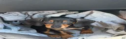 Dachshund dogs for sale: Dachshund Puppy 1 - Ad 1