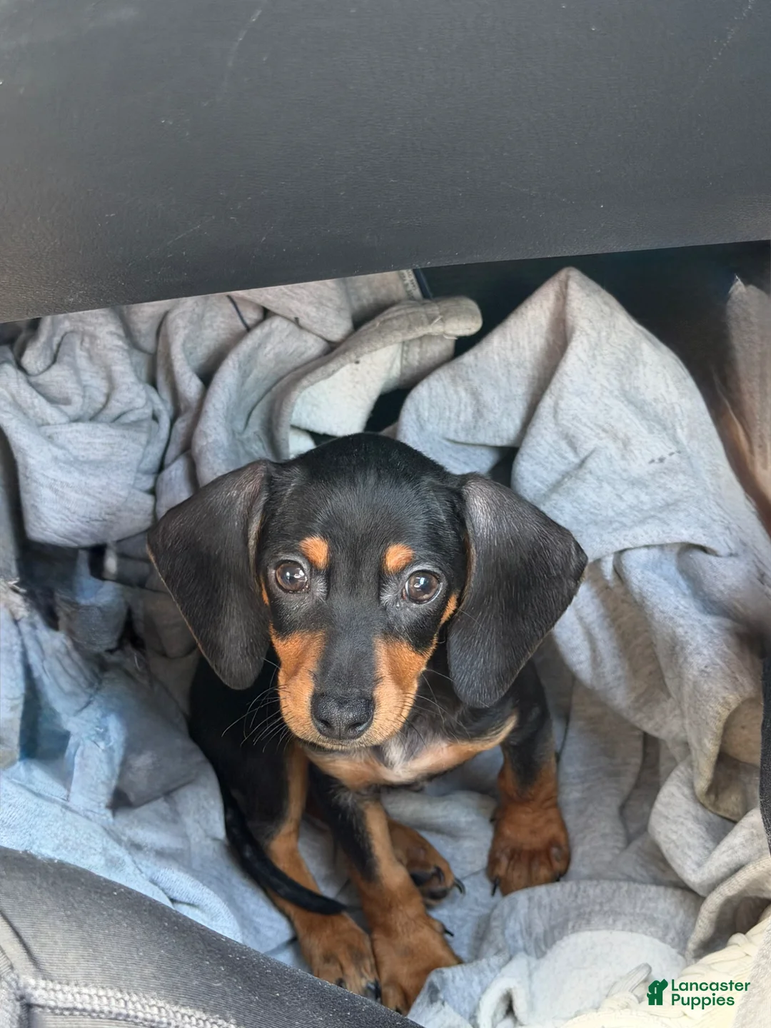 Dachshund dogs for sale: Dachshund Puppy 1 - Ad 1
