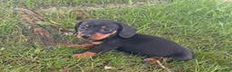 Miniature Dachshund dogs for sale: kOBI - Ad 4