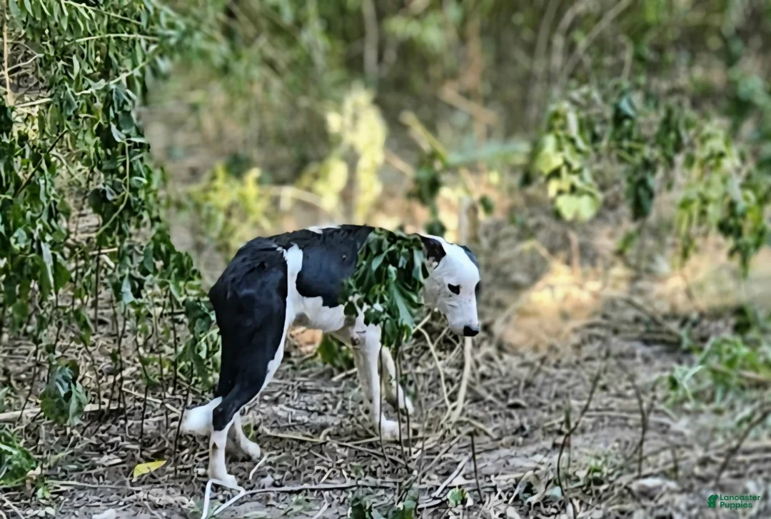 Border Collie dogs for sale: I-dog - Ad 2