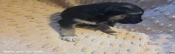 German Shepherd dogs for sale: German Shepherd 2 - Ad 2