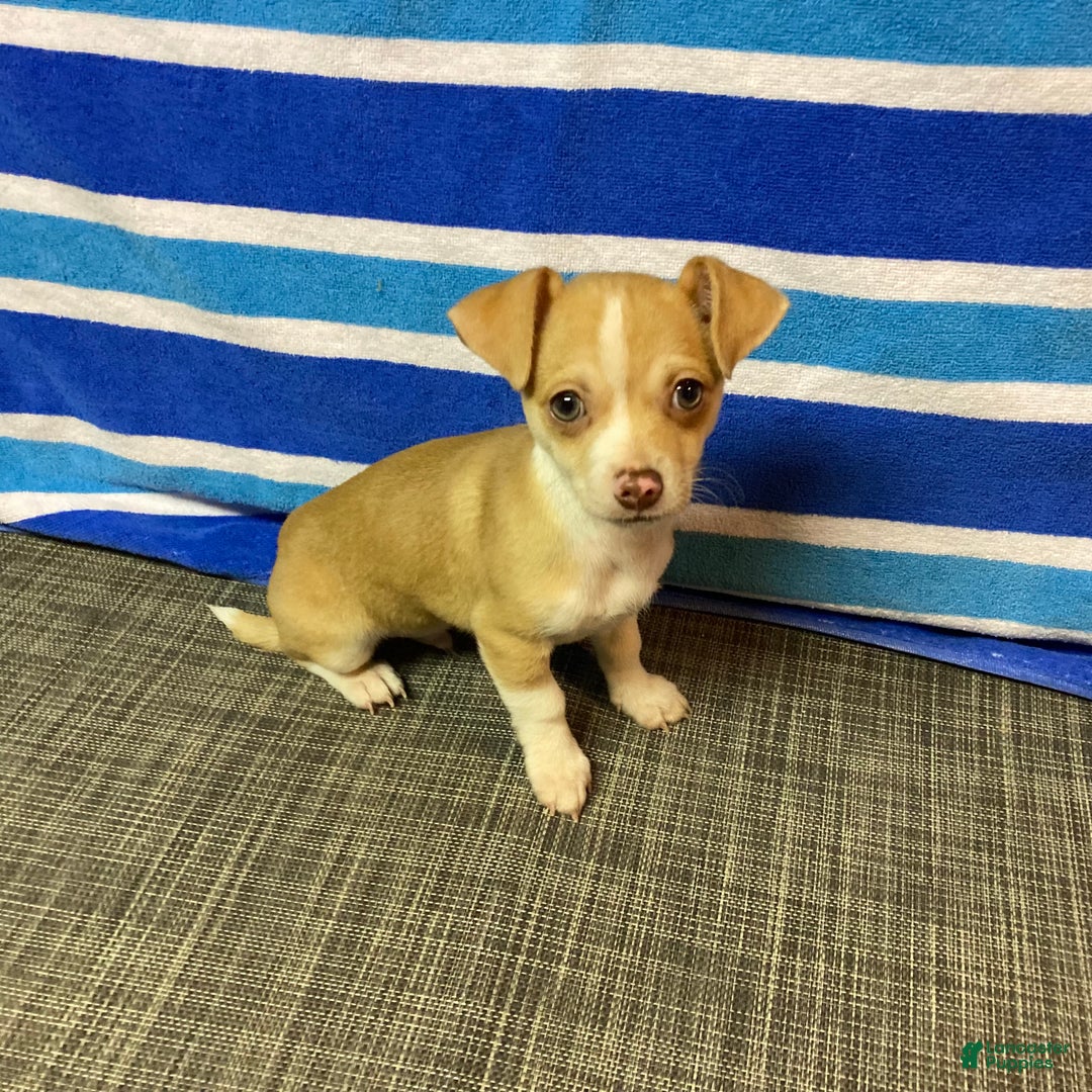 Chihuahua dogs for sale: Dylan - Ad 3
