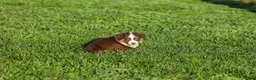 Miniature Australian Shepherd dogs for sale: Lava Miniature Australian Shepherd Puppy  - Ad 3