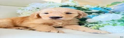 Golden Retriever dogs for sale: Golden Retriever 1 - Ad 6