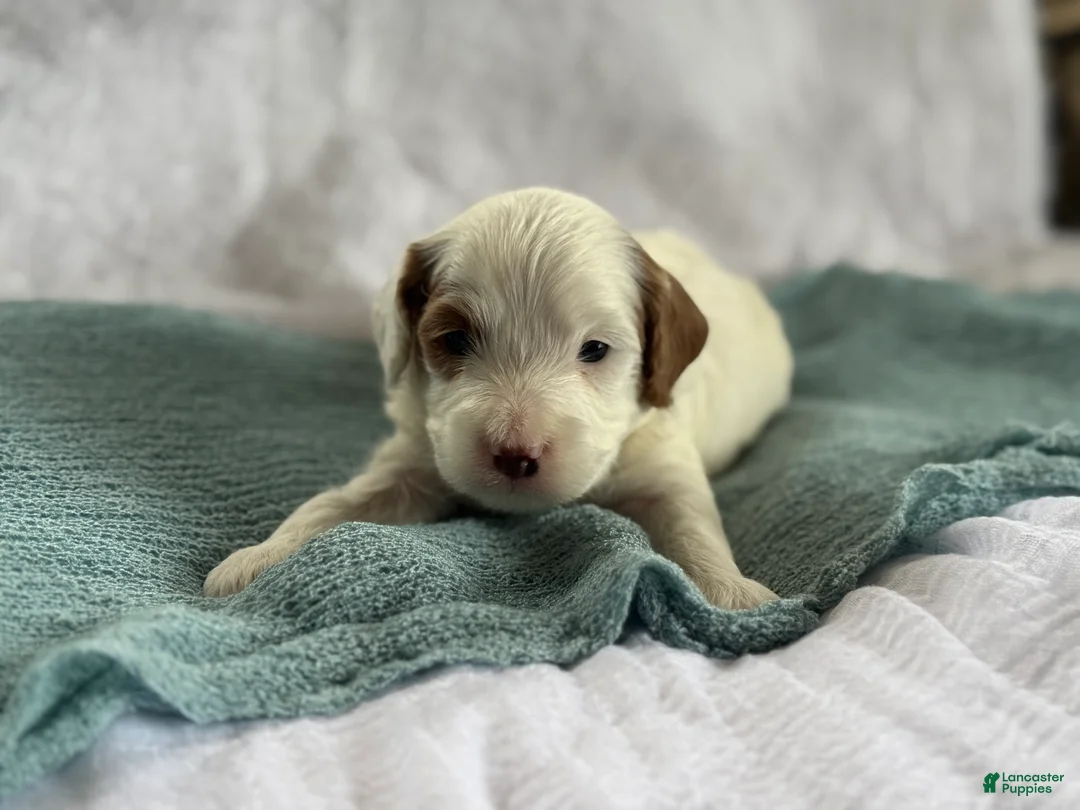 Cavapoo dogs for sale: Alfie - Ad 5