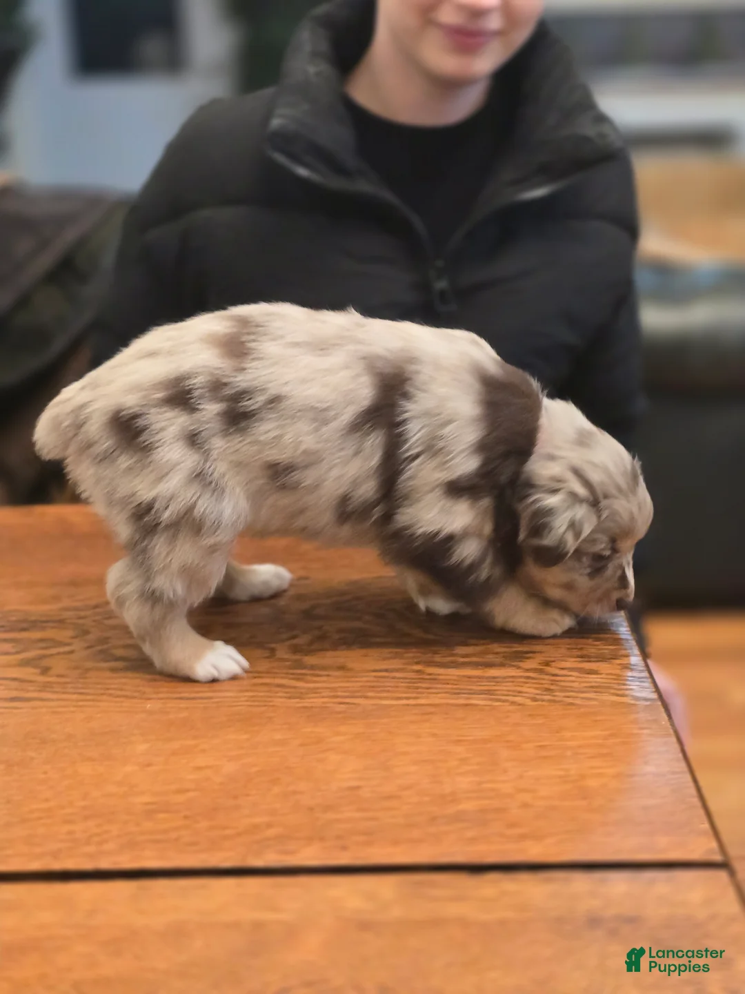 Australian Shepherd dogs for sale: Australian Shepherd Puppy 3 - Ad 2