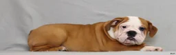 English Bulldog dogs for sale: Snuffie - Ad 3