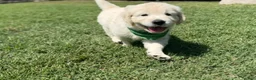 Golden Retriever dogs for sale: Golden Retriever 5 - Ad 5