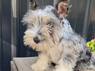 Miniature Schnauzer dogs - Ad 42