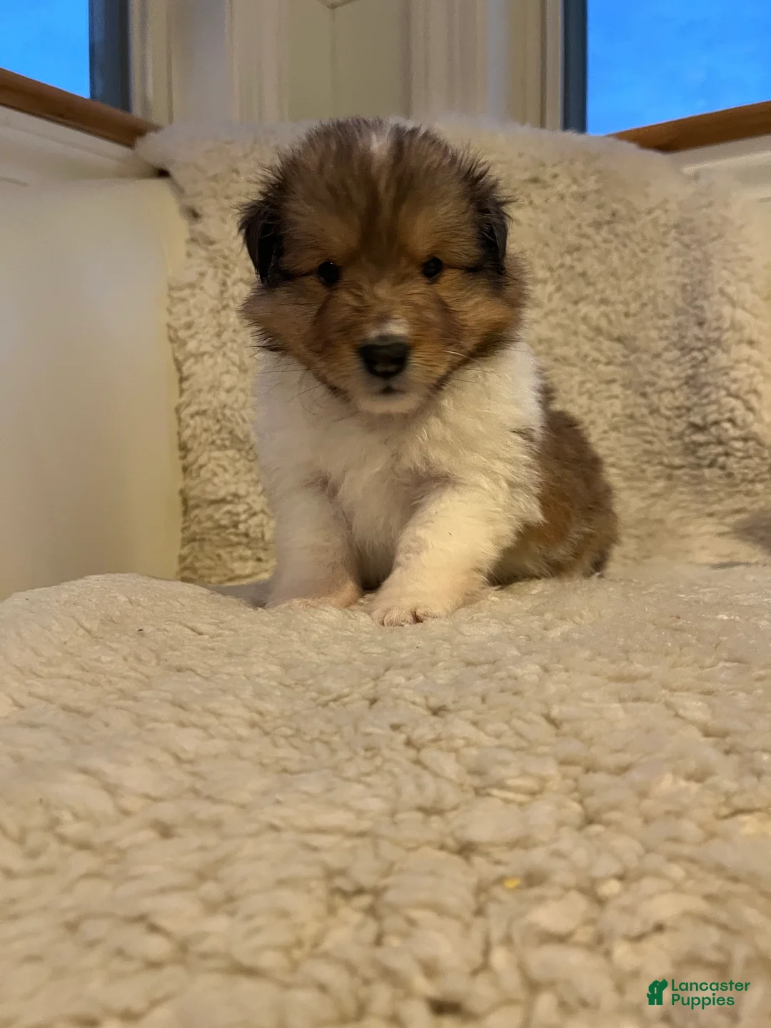 Shetland Sheepdog dogs for sale: Shetland Sheepdog Puppy 3 - Ad 5
