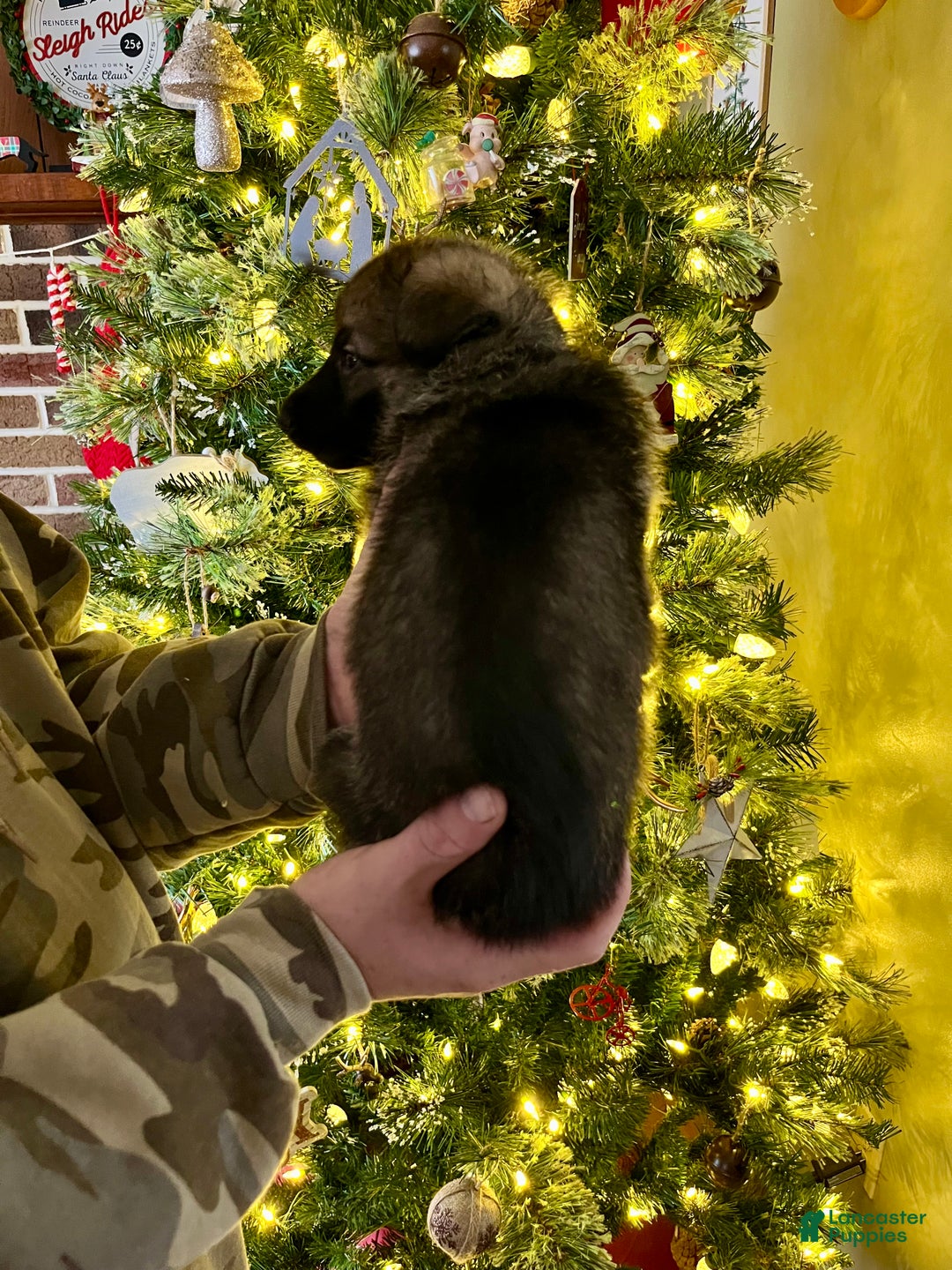 German Shepherd dogs for sale: Vixen - Ad 3