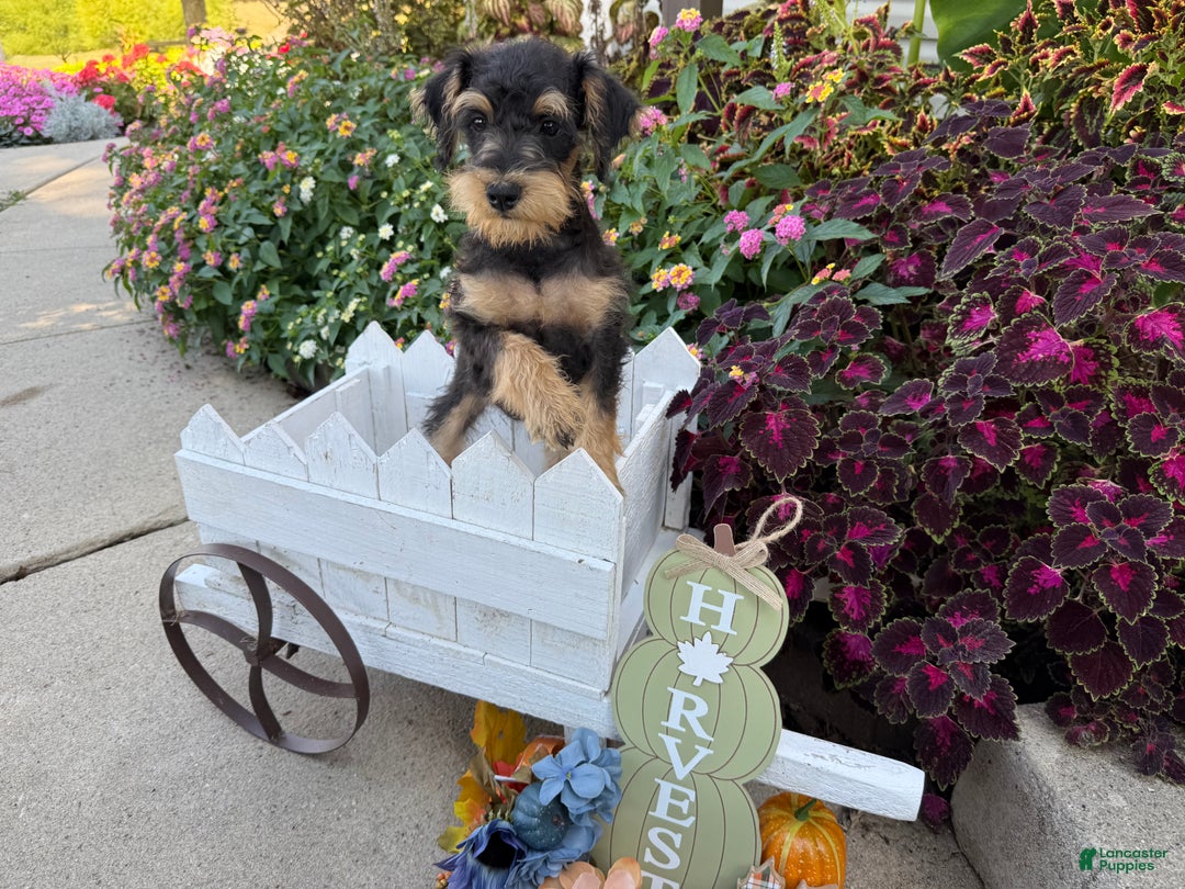 Schnoodle dogs for sale: Isaiah - Ad 48