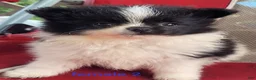 Pomeranian dogs for sale: Betsy - Ad 13