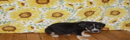 American Bully dogs for sale: XL American Bully 3 - Ad 2