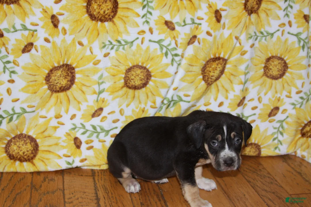 American Bully dogs for sale: XL American Bully 3 - Ad 2