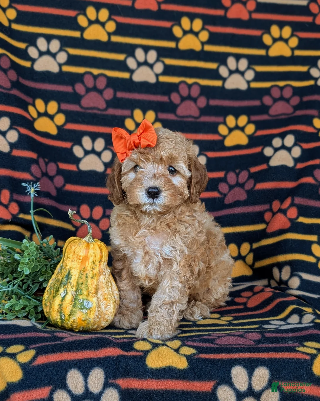 Cockapoo dogs for sale: Jessie Hypoallergenic - Ad 1