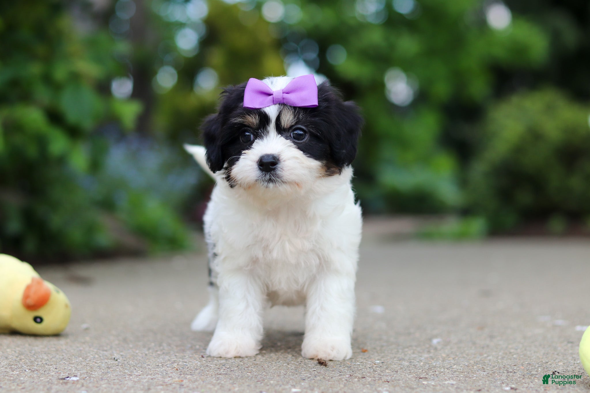 Cavachon dogs Darla - Ad 2