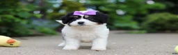 Cavachon dogs for sale: Darla - Ad 2