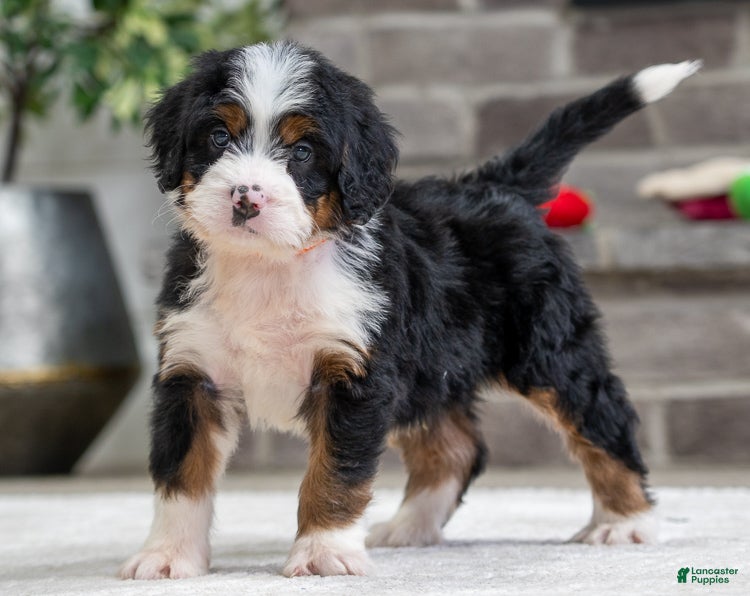 Mini Bernedoodle dogs Simba - Ad 40