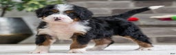 Mini Bernedoodle dogs for sale: Simba - Ad 1