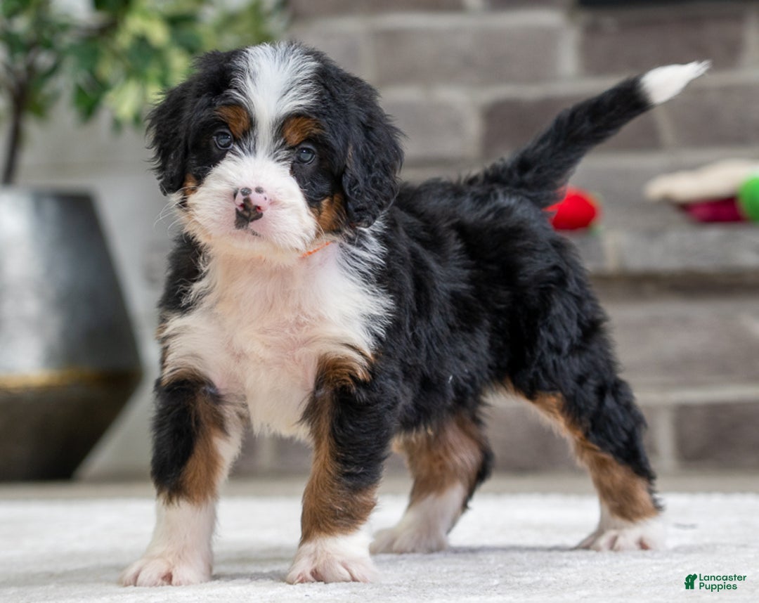 Mini Bernedoodle dogs for sale: Simba - Ad 1