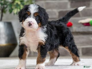 Mini Bernedoodle dogs Simba - Ad 40