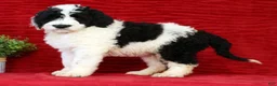 Sheepadoodle dogs for sale: Diesel - Ad 1
