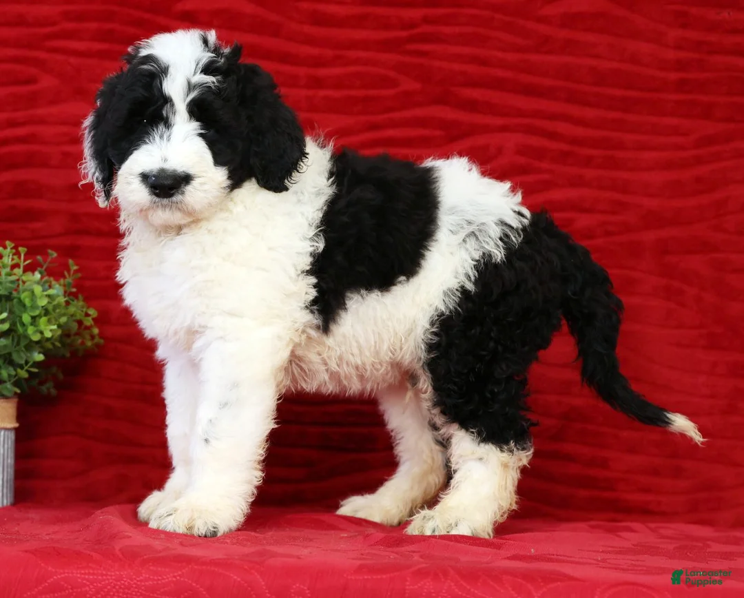 Sheepadoodle dogs for sale: Diesel - Ad 1