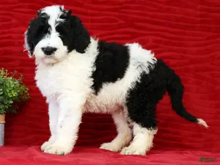 Sheepadoodle dogs for sale: Diesel - Ad 2