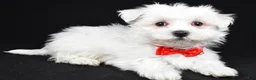 Maltese dogs for sale: Mason - Ad 1