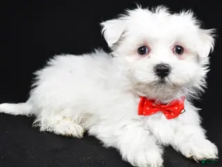 Maltese dogs for sale: Mason - Ad 2