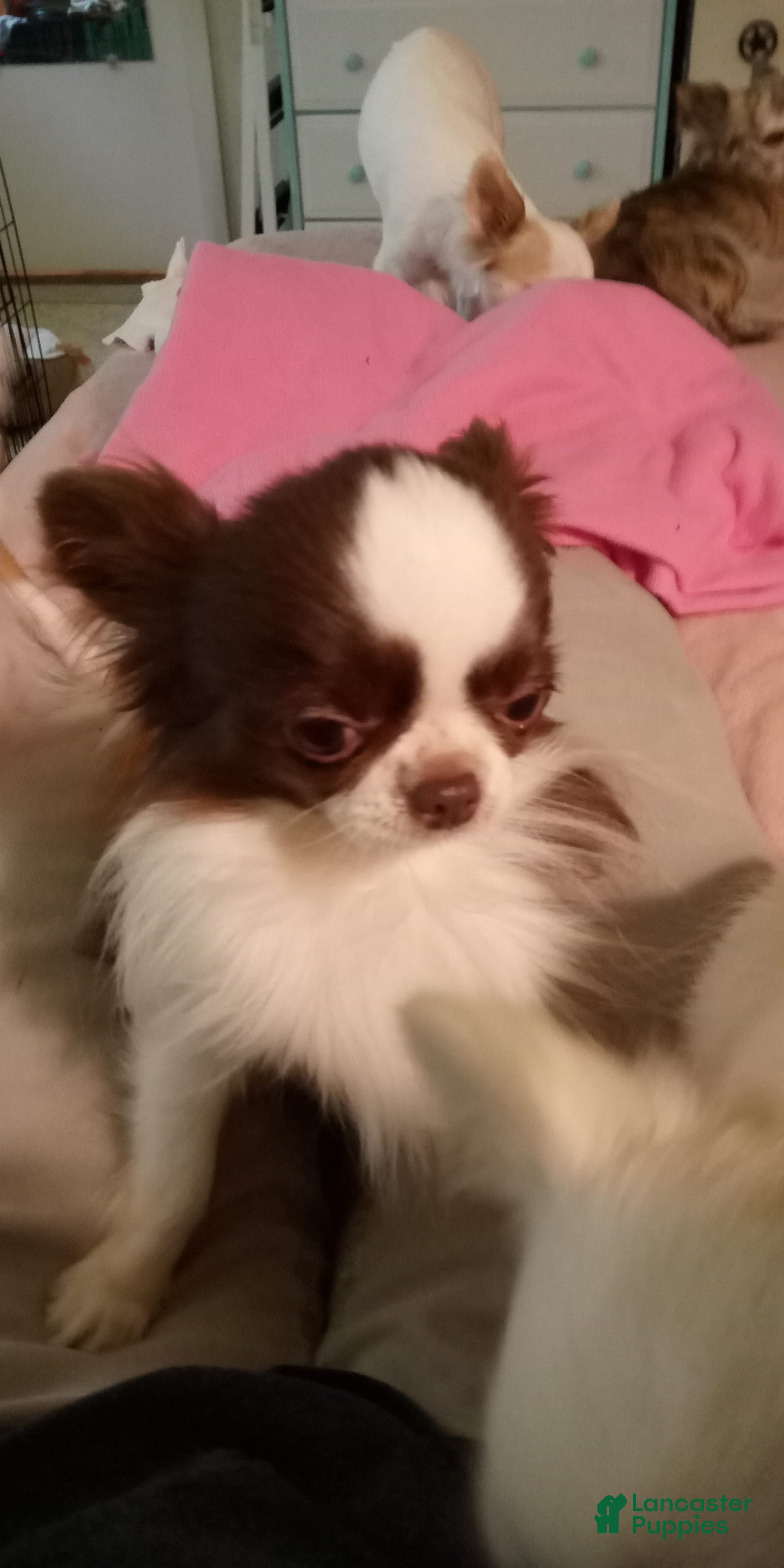 Chihuahua dogs TINY SKYE - Ad 25