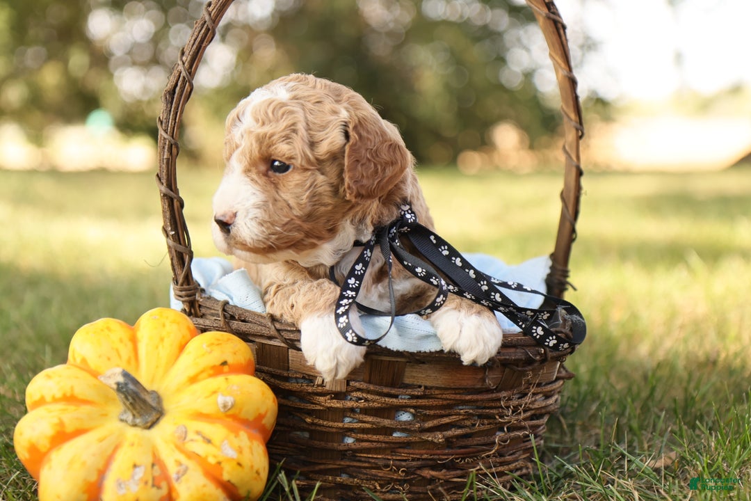 Mini Goldendoodle dogs for sale: Asher - Ad 9