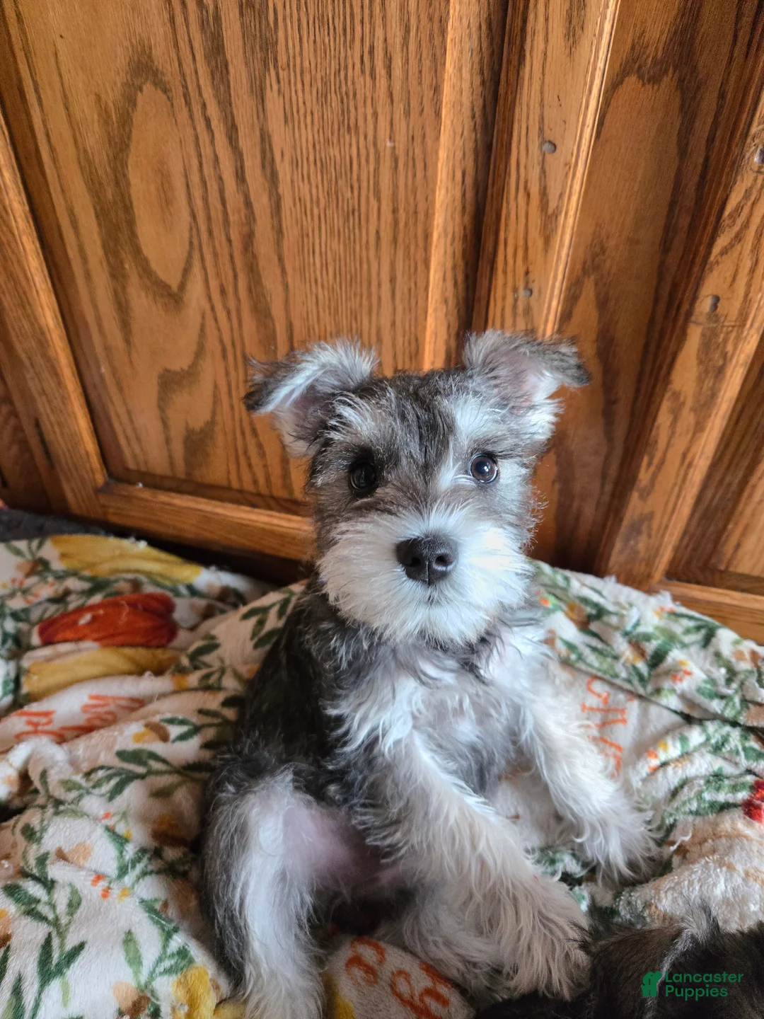 Miniature Schnauzer dogs for sale: Miniature Schnauzer Puppy 1 - Ad 1