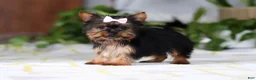 Yorkshire Terrier dogs for sale: Bella - Ad 4