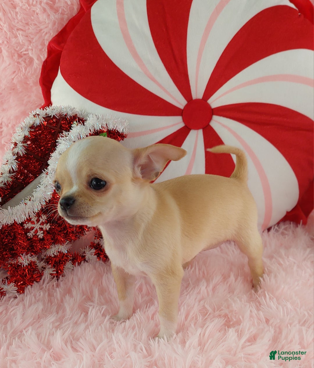 Chihuahua dogs for sale: Chihuahua Puppy 2 - Ad 9