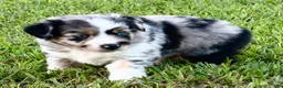 Toy Australian Shepherd dogs for sale: Tinkerbell - Ad 3