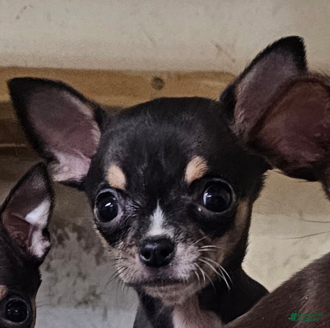 Chihuahua dogs for sale: Biff - Ad 1