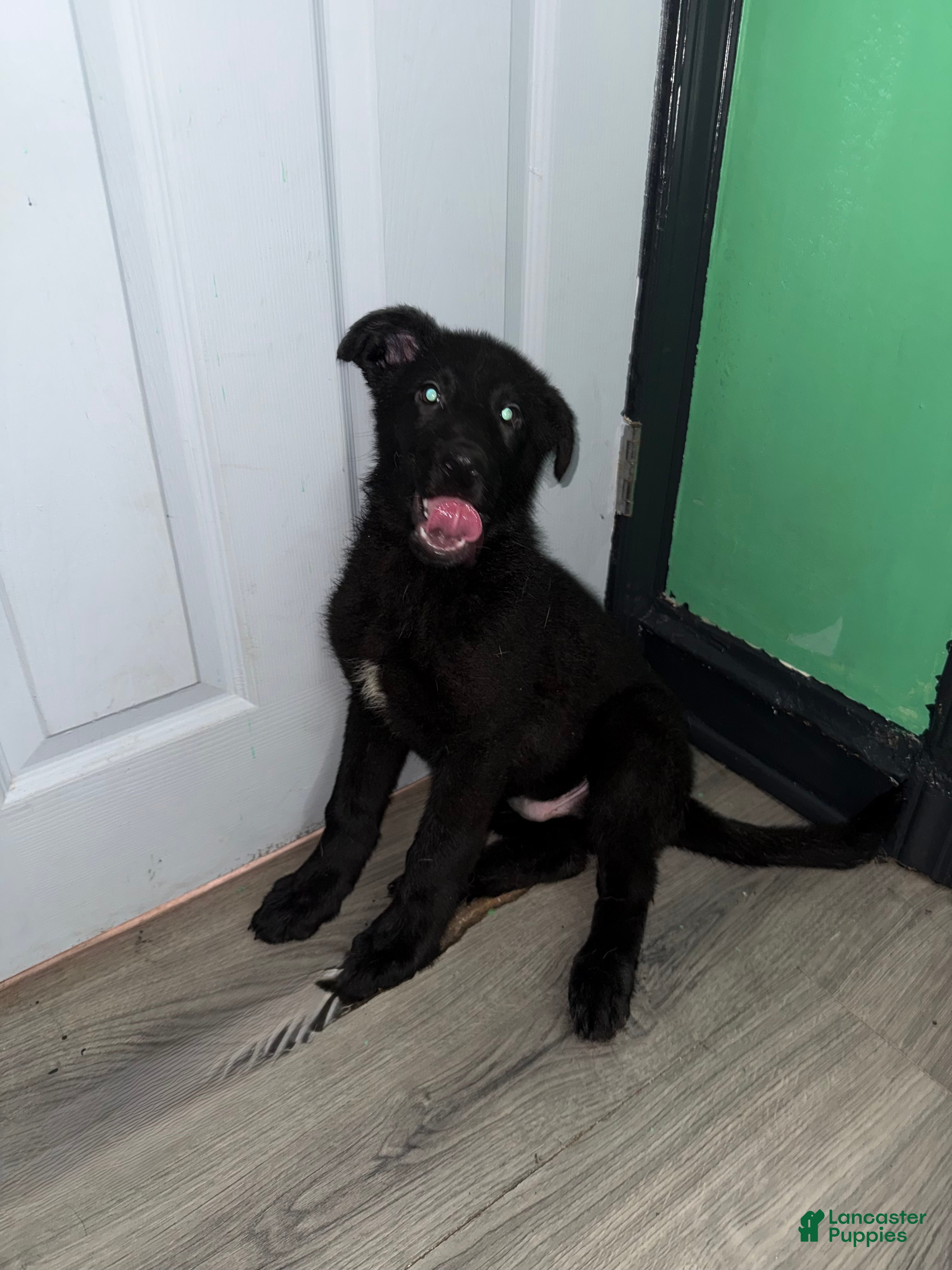 German Shepherd dogs Cole  - Ad 2