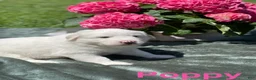 Great Pyrenees dogs for sale: Poppy - Ad 4