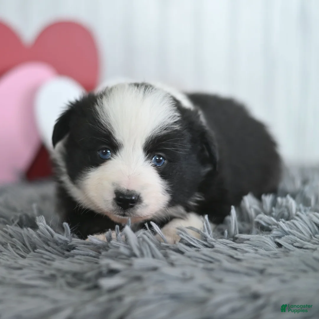 Miniature Australian Shepherd dogs for sale: Clover  - Ad 3
